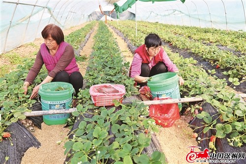 沛县杨屯镇 大棚春耕”